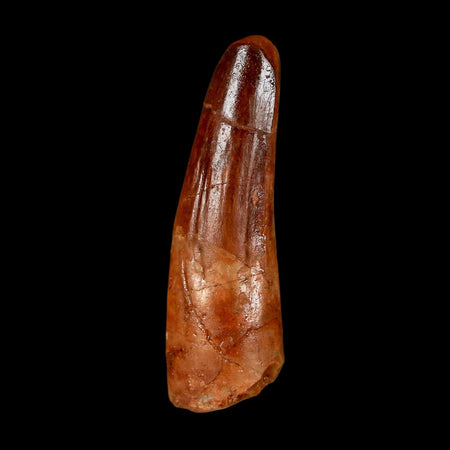 1.7" Spinosaurus Fossil Tooth 100 Million Years Old Cretaceous Dinosaur COA Stand