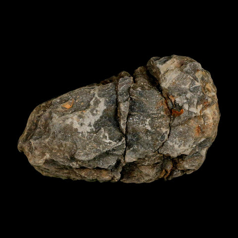 3.1" Flexicalymene Trilobite Fossil Ordovician Age Tazzarine Region Morocco COA - Fossil Age Minerals