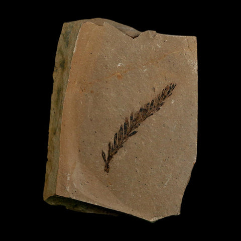 1.6" Detailed Fossil Plant Leafs Metasequoia Dawn Redwood Oligocene Age MT COA
