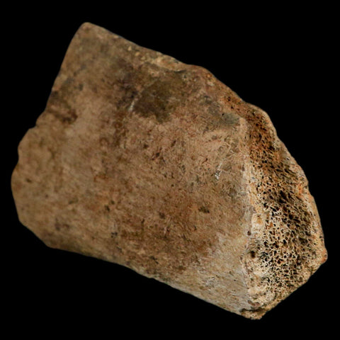 4.9" Triceratops Fossil Vertebrae Process Hell Creek Cretaceous Dinosaur MT COA Stand - Fossil Age Minerals