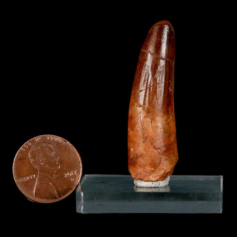 1.7" Spinosaurus Fossil Tooth 100 Million Years Old Cretaceous Dinosaur COA Stand