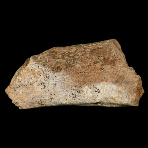 4.9" Triceratops Fossil Vertebrae Process Hell Creek Cretaceous Dinosaur MT COA Stand - Fossil Age Minerals