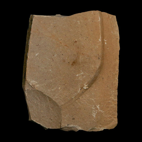 1.6" Detailed Fossil Plant Leafs Metasequoia Dawn Redwood Oligocene Age MT COA