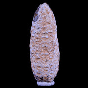 XL 2" Fossil Pine Cone Equicalastrobus Replaced By Agate Eocene Age Seeds Fruit