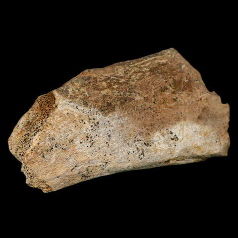 4.9" Triceratops Fossil Vertebrae Process Hell Creek Cretaceous Dinosaur MT COA Stand - Fossil Age Minerals