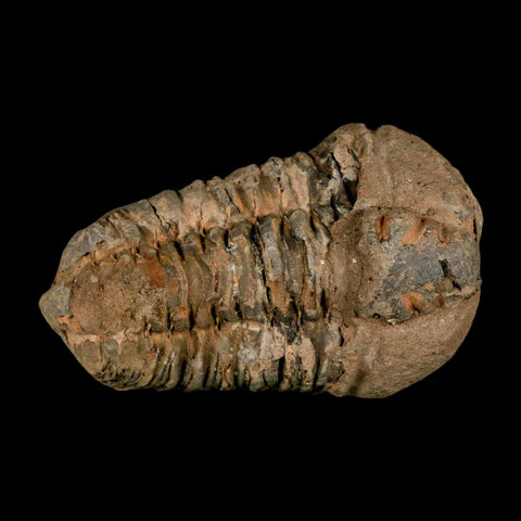 2.8" Flexicalymene Trilobite Fossil Ordovician Age Tazzarine Region Morocco COA - Fossil Age Minerals