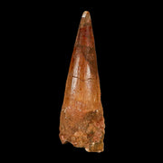 XL 3.8" Spinosaurus Fossil Tooth 100 Million Years Old Cretaceous Dinosaur COA