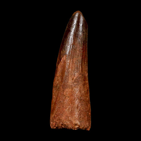 2" Spinosaurus Fossil Tooth 100 Million Years Old Cretaceous Dinosaur COA Stand