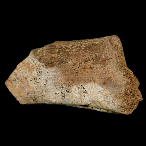 4.9" Triceratops Fossil Vertebrae Process Hell Creek Cretaceous Dinosaur MT COA Stand - Fossil Age Minerals