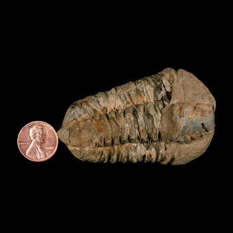 2.8" Flexicalymene Trilobite Fossil Ordovician Age Tazzarine Region Morocco COA - Fossil Age Minerals