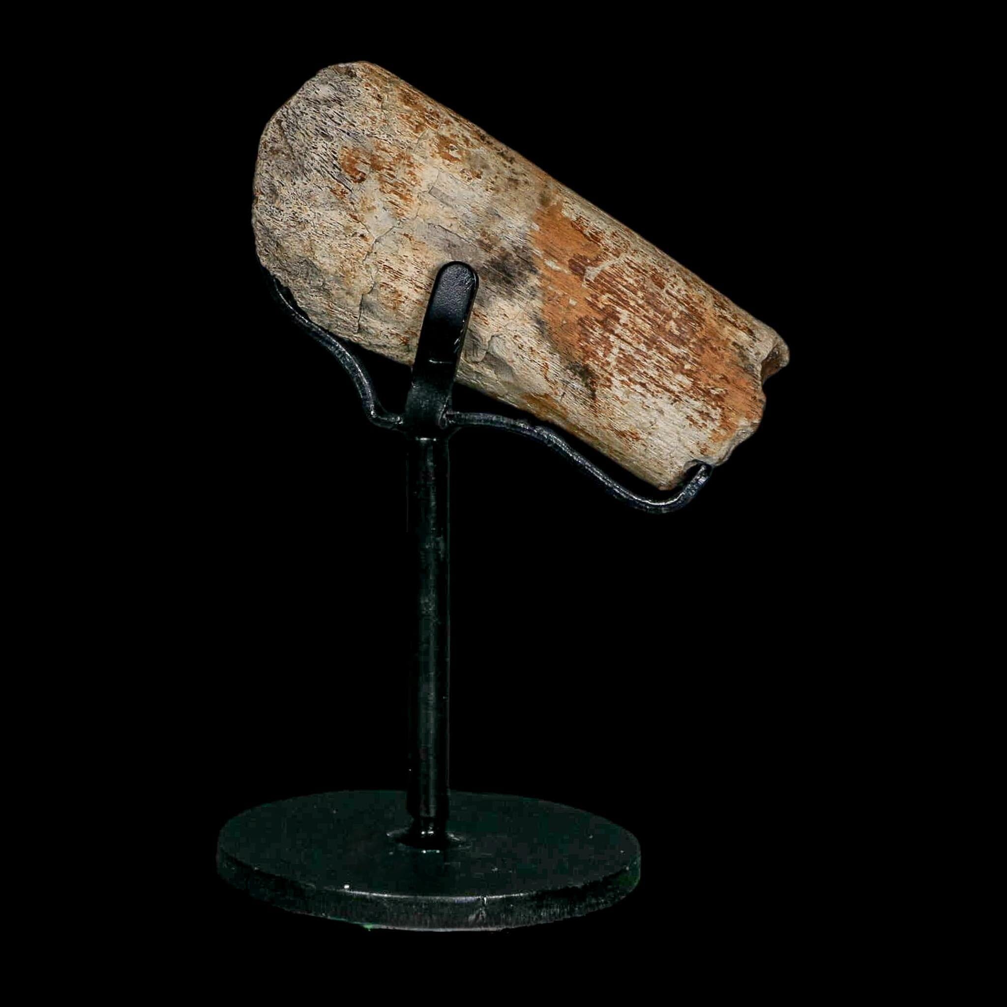 2.7" Edmontosaurus Fossil Rib Bone Hell Creek FM Cretaceous Dinosaur MT COA Stand - Fossil Age Minerals