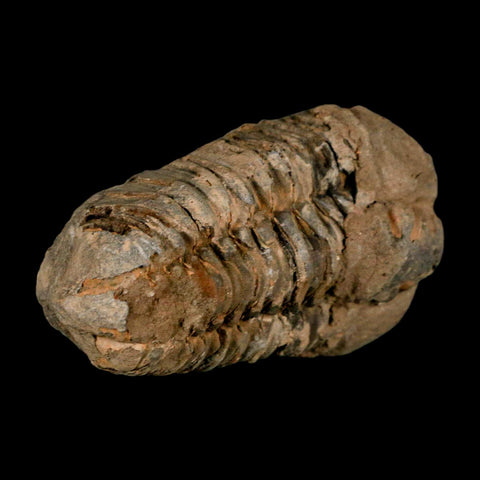 2.8" Flexicalymene Trilobite Fossil Ordovician Age Tazzarine Region Morocco COA - Fossil Age Minerals