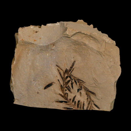 1.2" Detailed Fossil Plant Leafs Metasequoia Dawn Redwood Oligocene Age MT COA