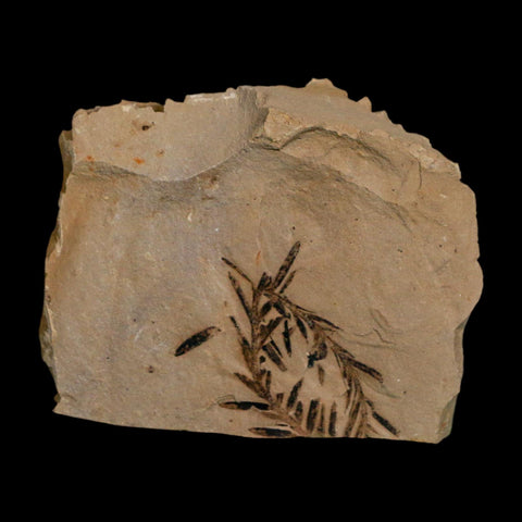 1.2" Detailed Fossil Plant Leafs Metasequoia Dawn Redwood Oligocene Age MT COA