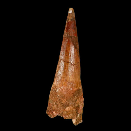 XL 3.8" Spinosaurus Fossil Tooth 100 Million Years Old Cretaceous Dinosaur COA