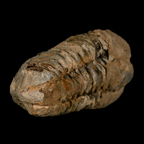 2.8" Flexicalymene Trilobite Fossil Ordovician Age Tazzarine Region Morocco COA - Fossil Age Minerals