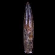 XXL 4.6" Spinosaurus Fossil Tooth 100 Mil Yrs Old Cretaceous Dinosaur COA & Stand