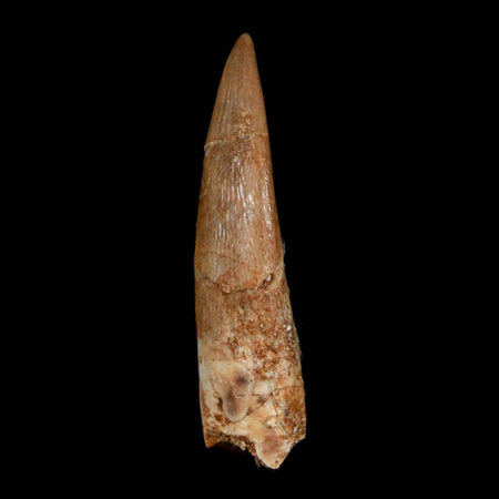 1.5" Plesiosaur Zarafasaura Tooth Fossil Cretaceous Dinosaur Era COA, Stand
