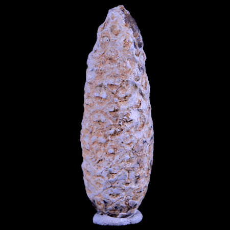 XL 2" Fossil Pine Cone Equicalastrobus Replaced By Agate Eocene Age Seeds Fruit