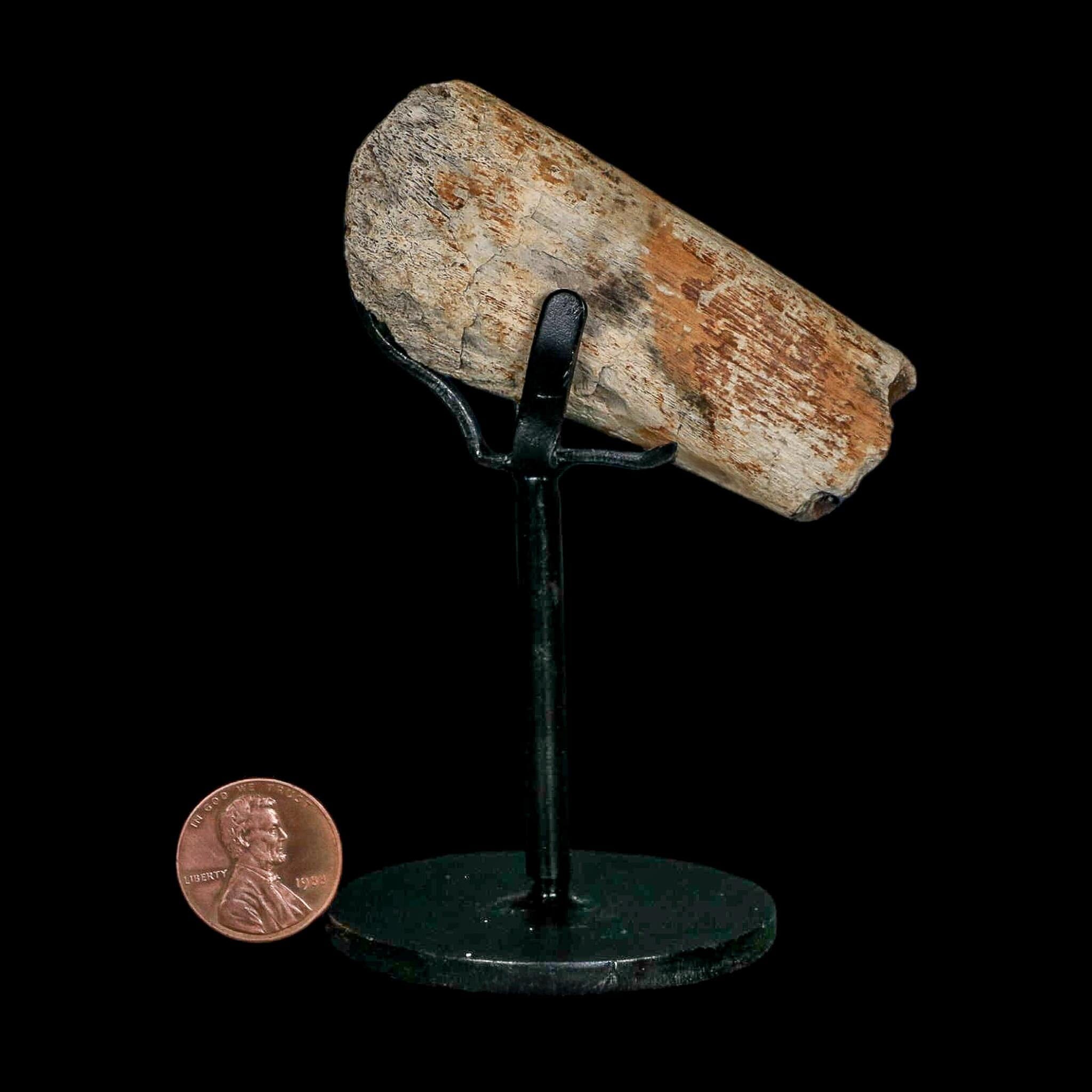 2.7" Edmontosaurus Fossil Rib Bone Hell Creek FM Cretaceous Dinosaur MT COA Stand - Fossil Age Minerals
