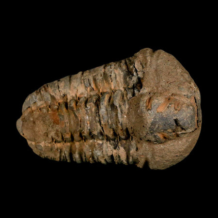 2.8" Flexicalymene Trilobite Fossil Ordovician Age Tazzarine Region Morocco COA