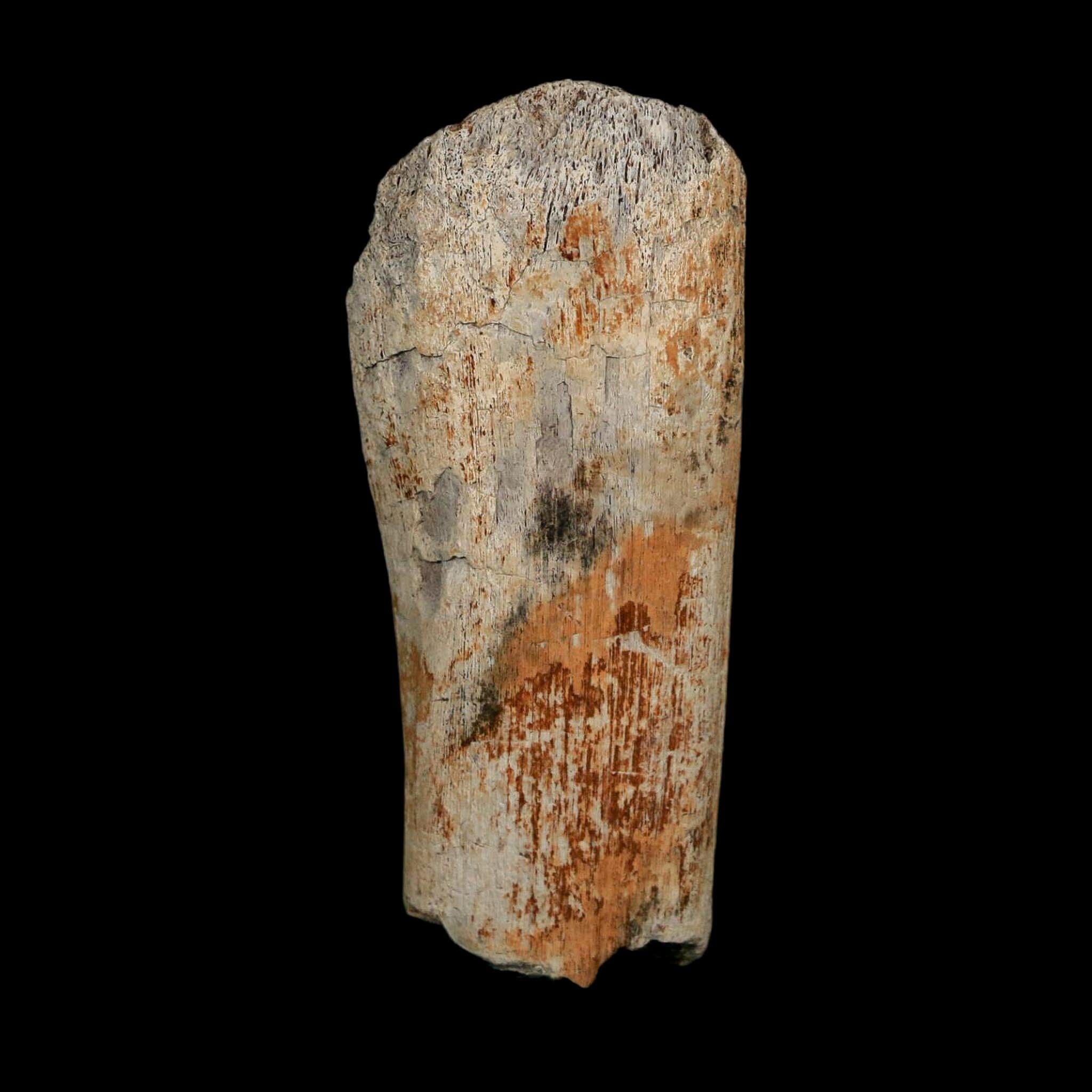 2.7" Edmontosaurus Fossil Rib Bone Hell Creek FM Cretaceous Dinosaur MT COA Stand - Fossil Age Minerals