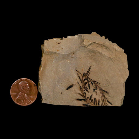1.2" Detailed Fossil Plant Leafs Metasequoia Dawn Redwood Oligocene Age MT COA