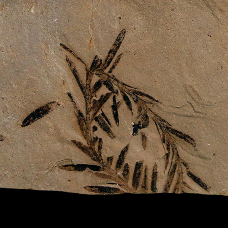 1.2" Detailed Fossil Plant Leafs Metasequoia Dawn Redwood Oligocene Age MT COA