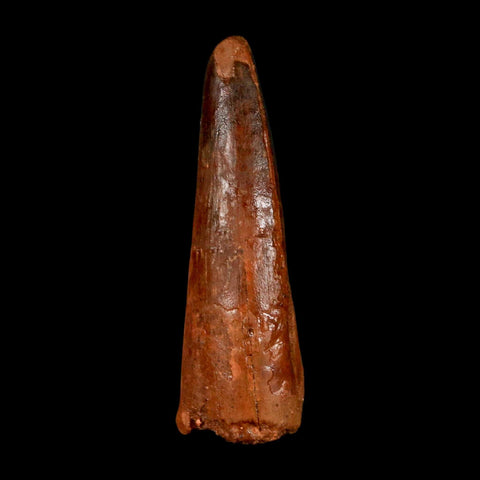 2" Spinosaurus Fossil Tooth 100 Million Years Old Cretaceous Dinosaur COA Stand