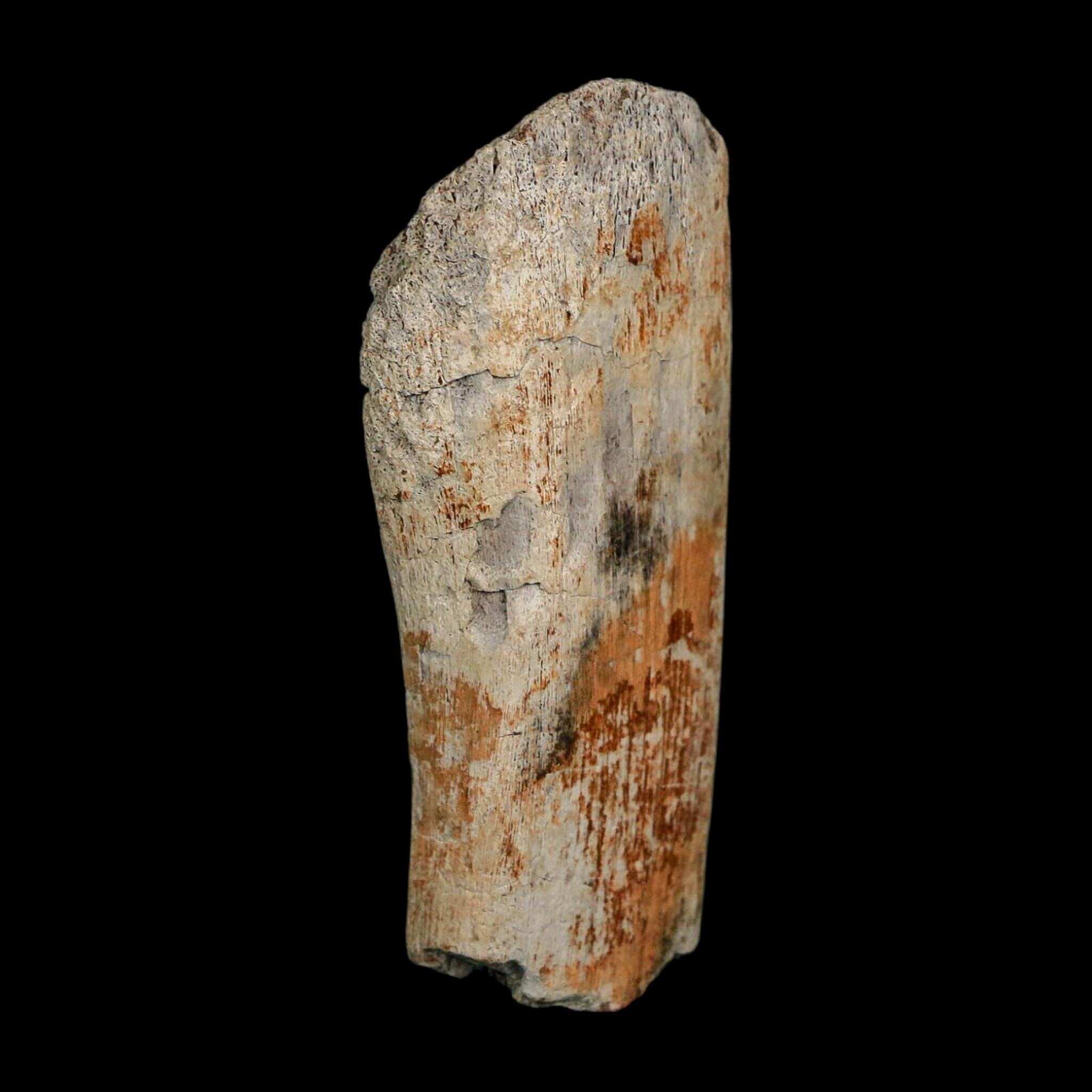 2.7" Edmontosaurus Fossil Rib Bone Hell Creek FM Cretaceous Dinosaur MT COA Stand - Fossil Age Minerals