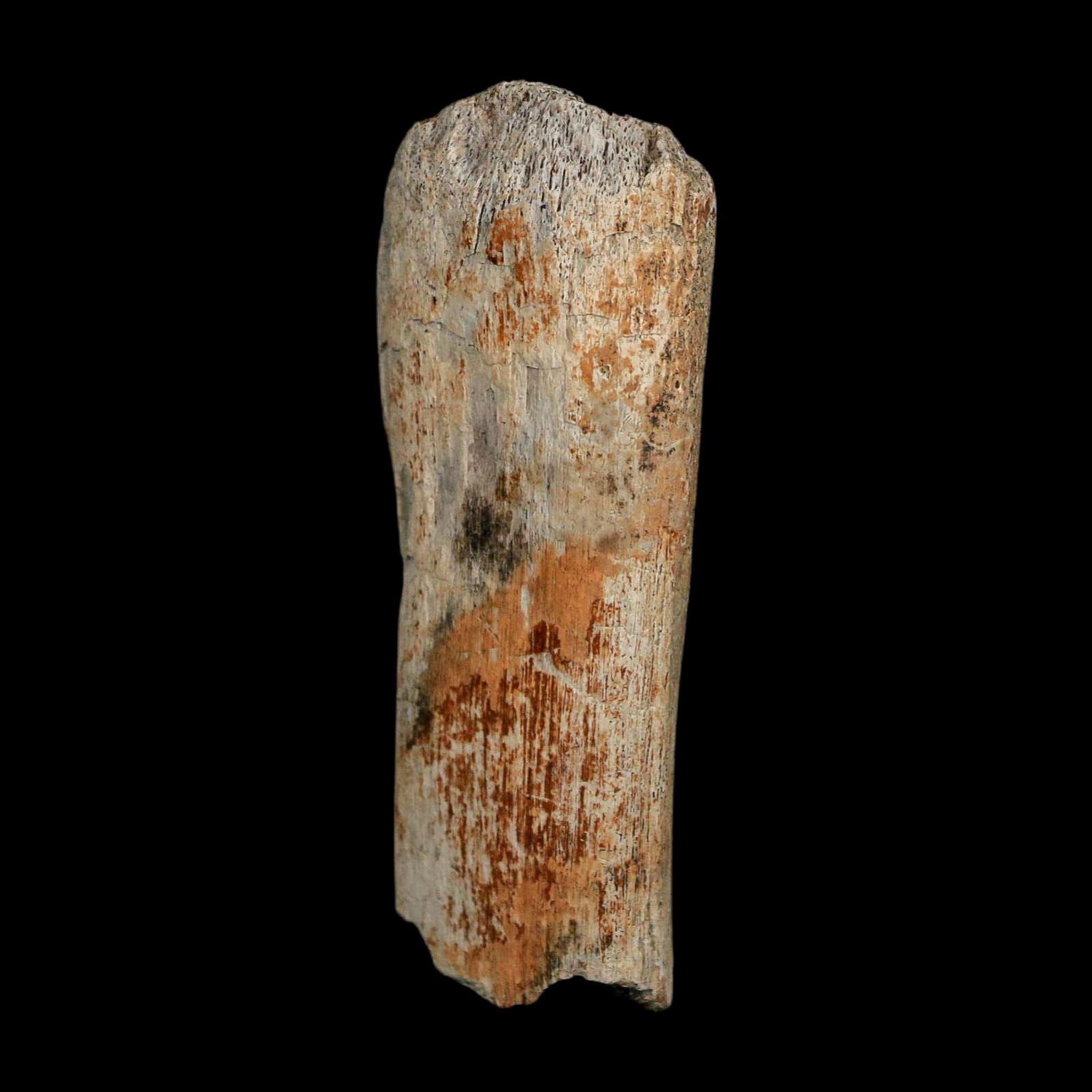 2.7" Edmontosaurus Fossil Rib Bone Hell Creek FM Cretaceous Dinosaur MT COA Stand - Fossil Age Minerals