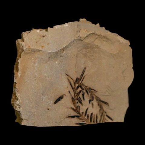 1.2" Detailed Fossil Plant Leafs Metasequoia Dawn Redwood Oligocene Age MT COA