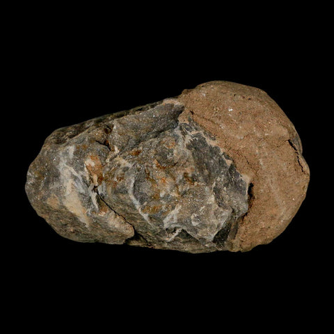 2.8" Flexicalymene Trilobite Fossil Ordovician Age Tazzarine Region Morocco COA - Fossil Age Minerals