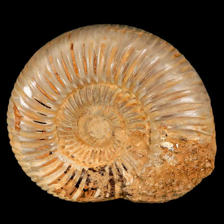 64MM Perisphinctes Ammonite Fossil Nautilus Madagascar Jurassic Age COA