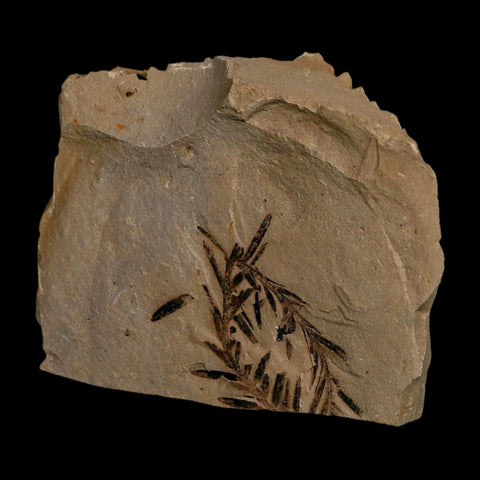 1.2" Detailed Fossil Plant Leafs Metasequoia Dawn Redwood Oligocene Age MT COA