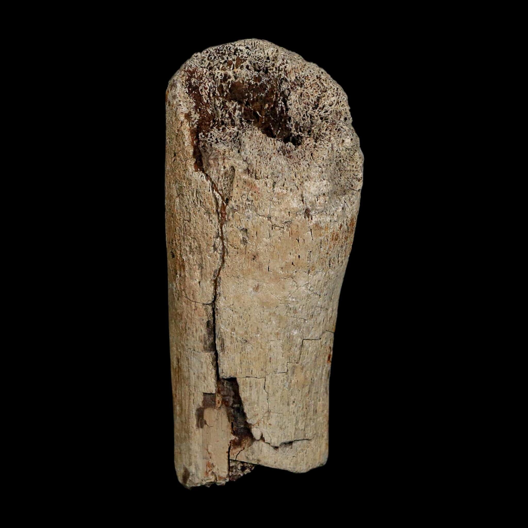 2.7" Edmontosaurus Fossil Rib Bone Hell Creek FM Cretaceous Dinosaur MT COA Stand - Fossil Age Minerals