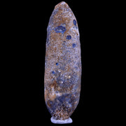 XL 2.5" Fossil Pine Cone Equicalastrobus Replaced By Agate Eocene Age Seeds Fruit