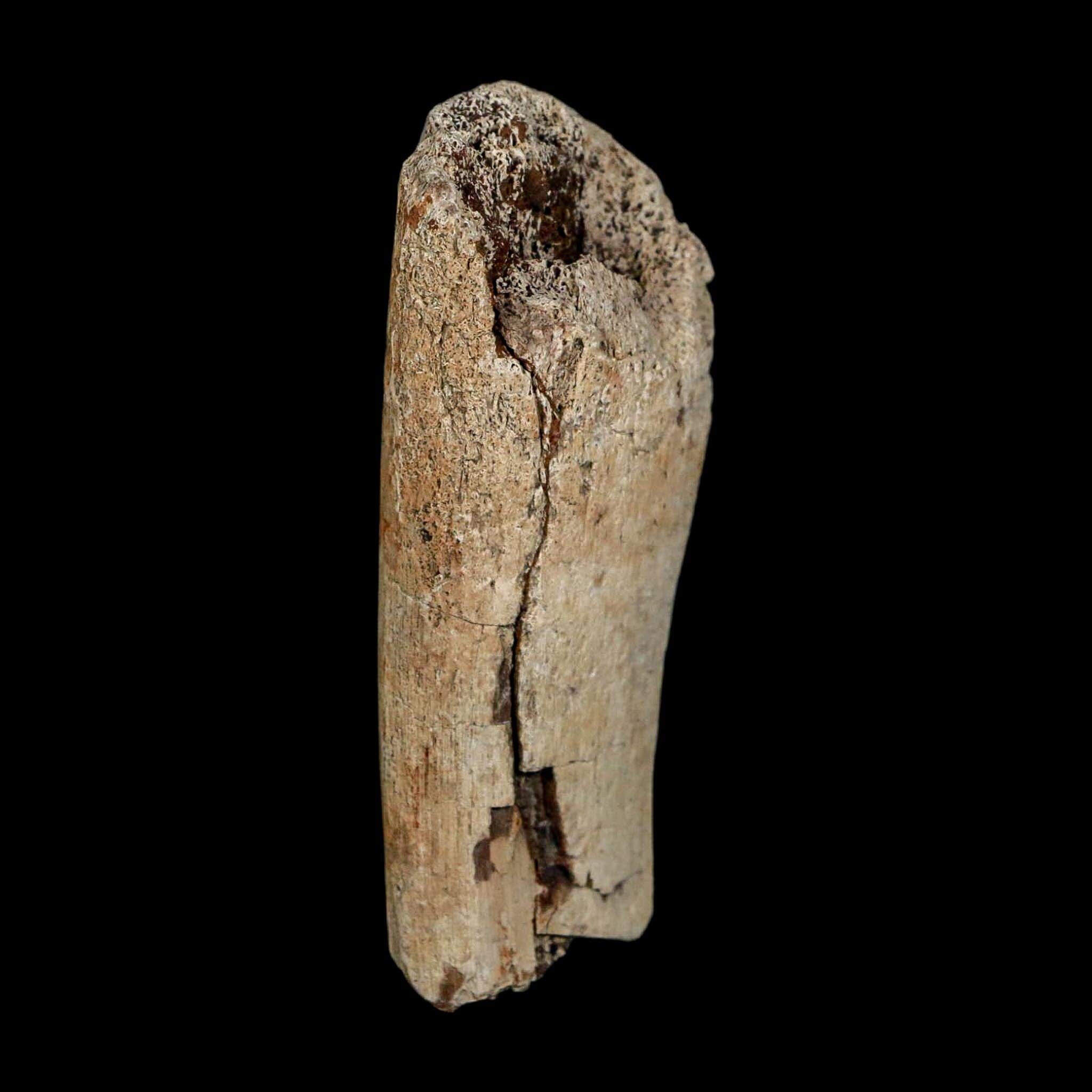 2.7" Edmontosaurus Fossil Rib Bone Hell Creek FM Cretaceous Dinosaur MT COA Stand - Fossil Age Minerals