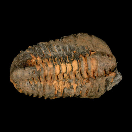 3.6" Flexicalymene Trilobite Fossil Ordovician Age Tazzarine Region Morocco COA