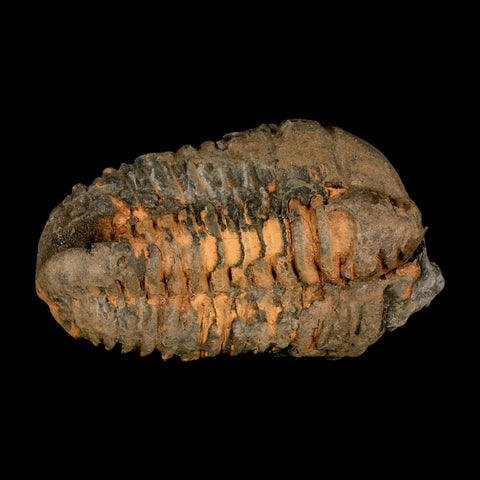 3.6" Flexicalymene Trilobite Fossil Ordovician Age Tazzarine Region Morocco COA - Fossil Age Minerals