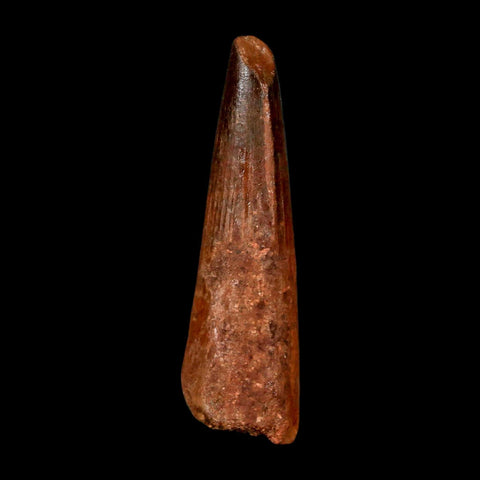 2" Spinosaurus Fossil Tooth 100 Million Years Old Cretaceous Dinosaur COA Stand