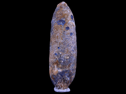 XL 2.5" Fossil Pine Cone Equicalastrobus Replaced By Agate Eocene Age Seeds Fruit - Fossil Age Minerals