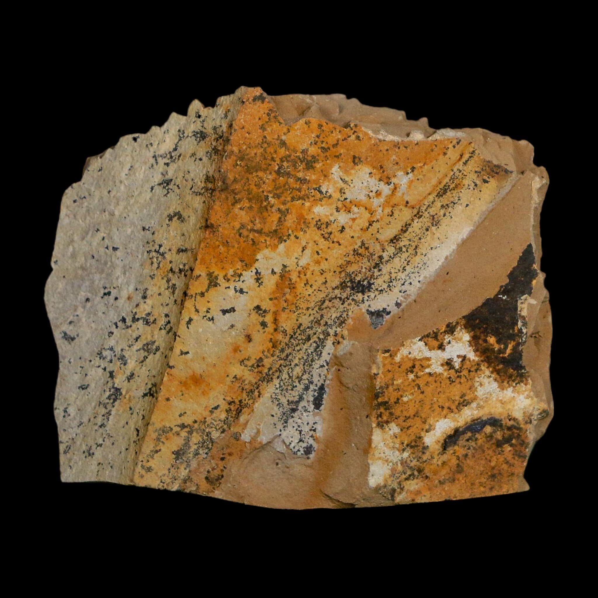 1.2" Detailed Fossil Plant Leafs Metasequoia Dawn Redwood Oligocene Age MT COA - Fossil Age Minerals