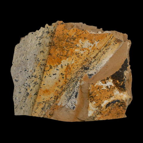 1.2" Detailed Fossil Plant Leafs Metasequoia Dawn Redwood Oligocene Age MT COA