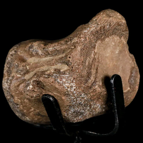 1.7" Mosasaur Fossil Vertebrae Cretaceous Dinosaur Era Texas Oza FM COA, Metal Stand - Fossil Age Minerals