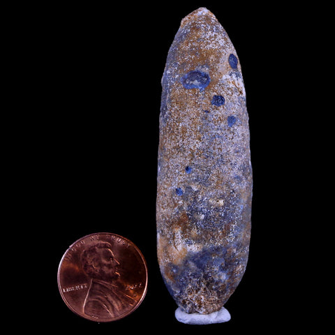 XL 2.5" Fossil Pine Cone Equicalastrobus Replaced By Agate Eocene Age Seeds Fruit - Fossil Age Minerals