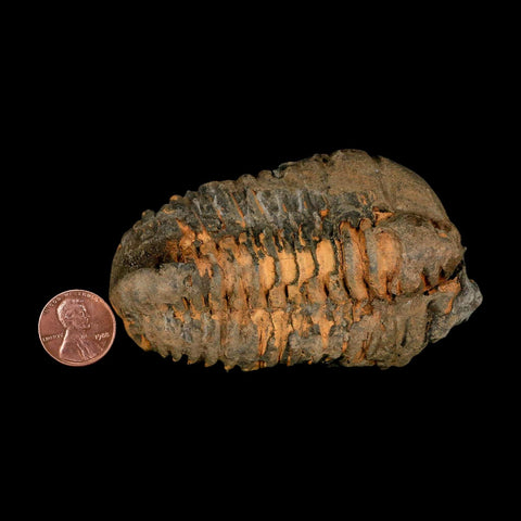 3.6" Flexicalymene Trilobite Fossil Ordovician Age Tazzarine Region Morocco COA - Fossil Age Minerals
