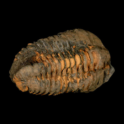 3.6" Flexicalymene Trilobite Fossil Ordovician Age Tazzarine Region Morocco COA - Fossil Age Minerals