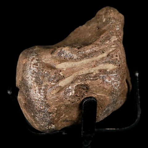 1.7" Mosasaur Fossil Vertebrae Cretaceous Dinosaur Era Texas Oza FM COA, Metal Stand - Fossil Age Minerals