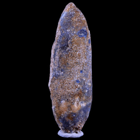 XL 2.5" Fossil Pine Cone Equicalastrobus Replaced By Agate Eocene Age Seeds Fruit
